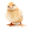 chick