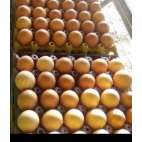 table_size_eggs