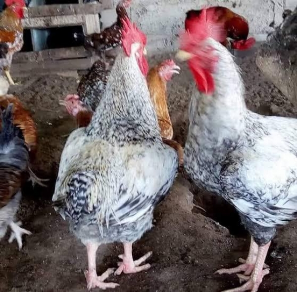 Kuroiler Chicken Vs Noiler Chicken: Differences and economic benefits