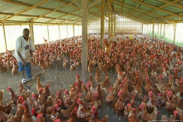 10m jobs threatened as costs of feed soar, poultry farmers raise the alarm