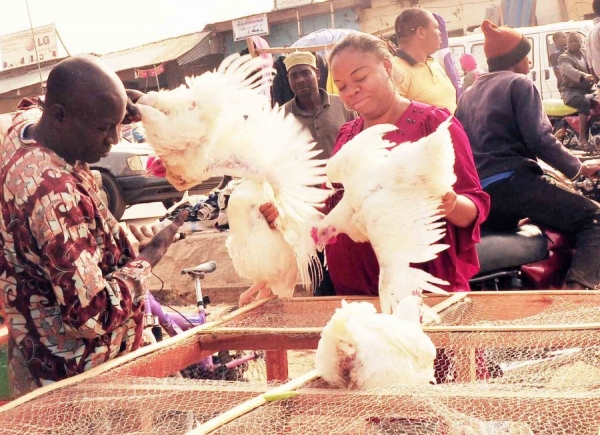 Poultry owners lament low patronage, as price of chickens jump by 40% during Christmas