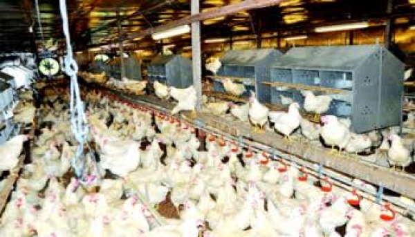 Feed scarcity: Poultry investors divest, sell off birds